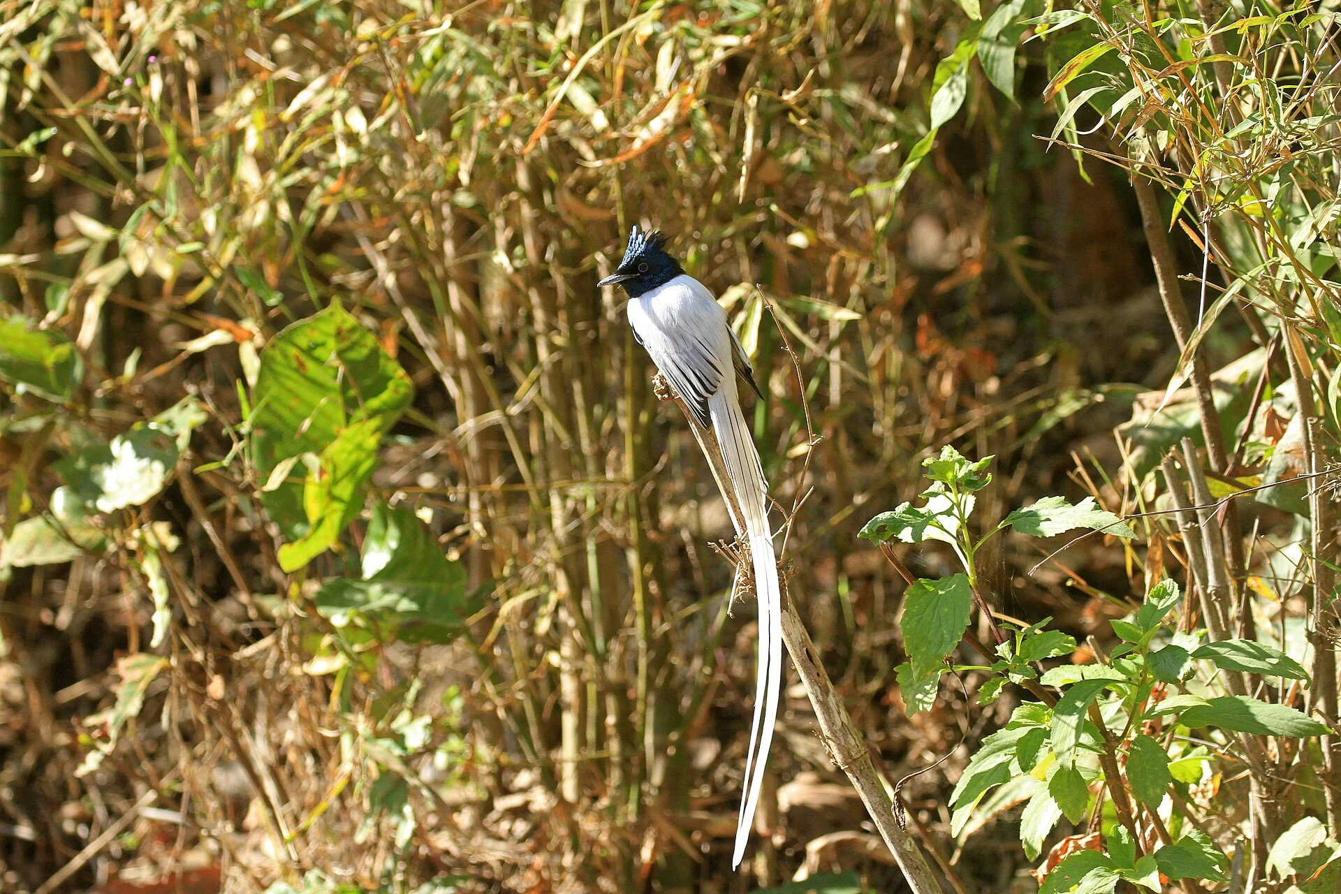 White male Indian Paradise-Flycatcher perched amid green leaves with long tail streamers