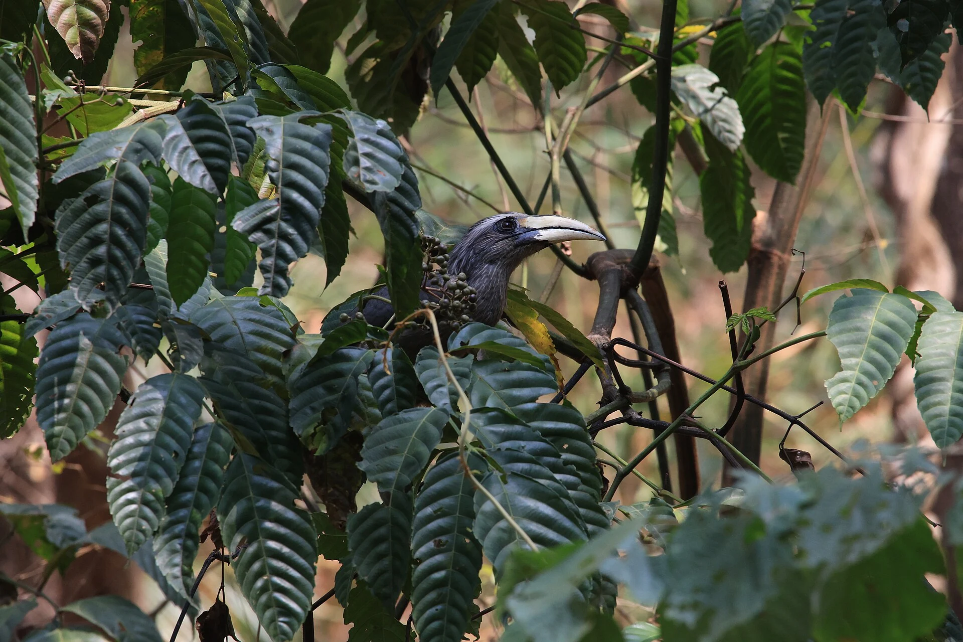 Malabar Grey Hornbill perched on a branch against a soft green background