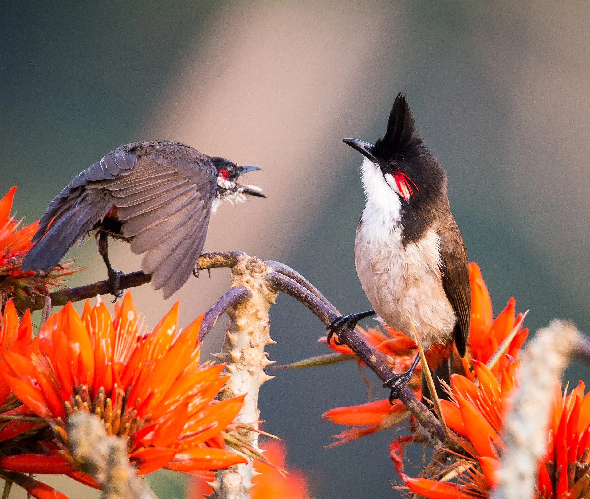 Pair of Red-whiskered Bulbuls among orange flowers, showing black crests and red cheek patches