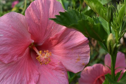 Pink garden flowers