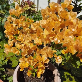 Yellow garden flower bed