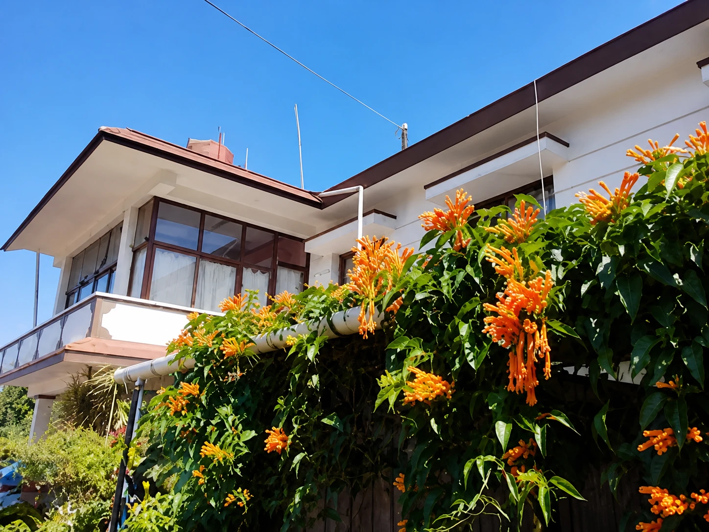 Saboath Homestay and orange flower hedge